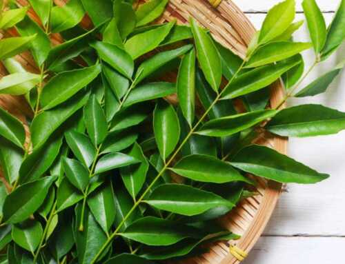 သင့်ဆံကေသာကို ကျန်းမာသန်စွမ်းစေမယ့် Curry Leaves ရဲ့ အံ့ဖွယ်နည်းလမ်း ၄ ခု
